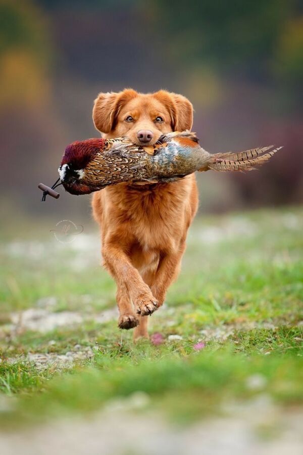 Chiens de chasse en action