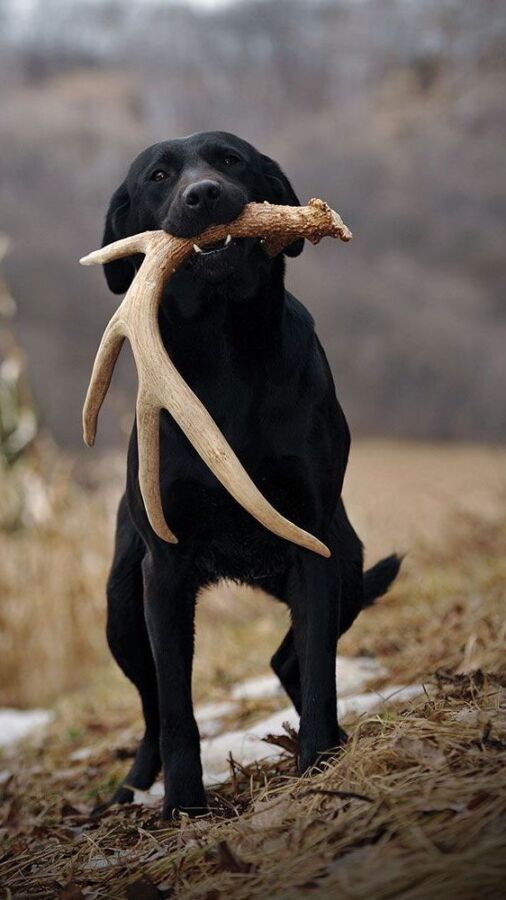 Caractéristiques des chiens de chasse