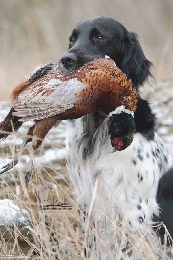 Chiens de chasse en action