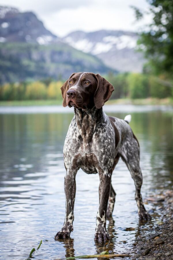 Compétences des chiens de chasse