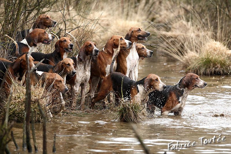 Chiens de chasse en action