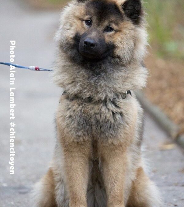 Chien eurasier prix : Investissez dans un compagnon de qualité