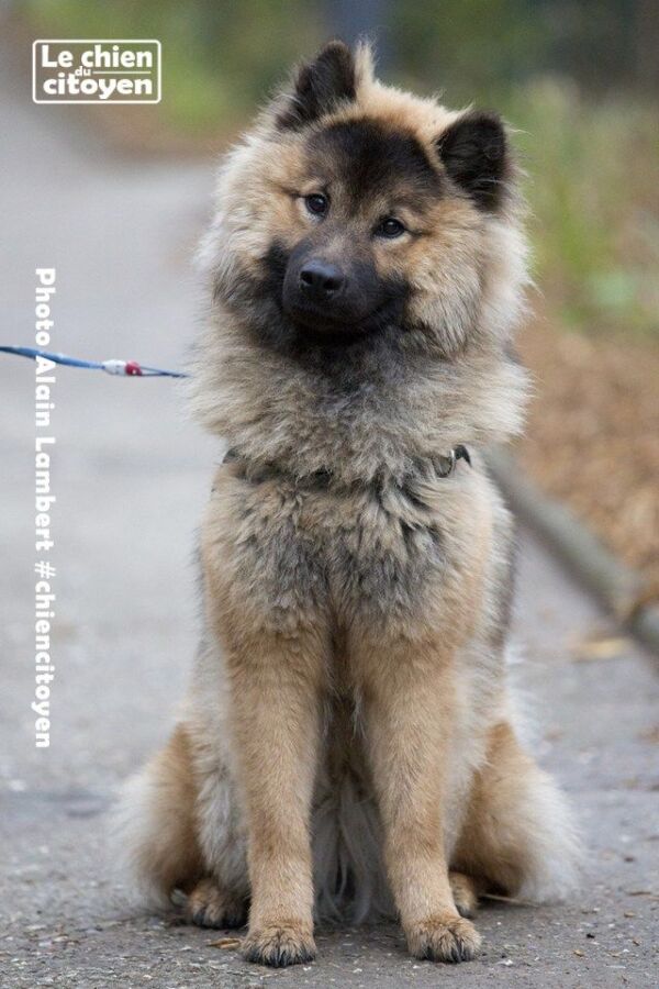 Chien eurasier prix : Investissez dans un compagnon de qualité