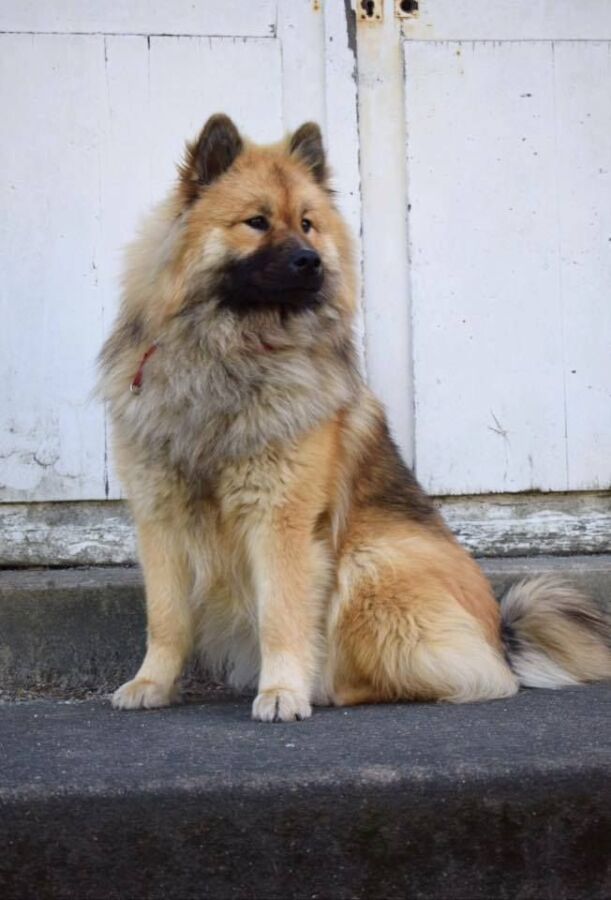Prix chiot eurasier