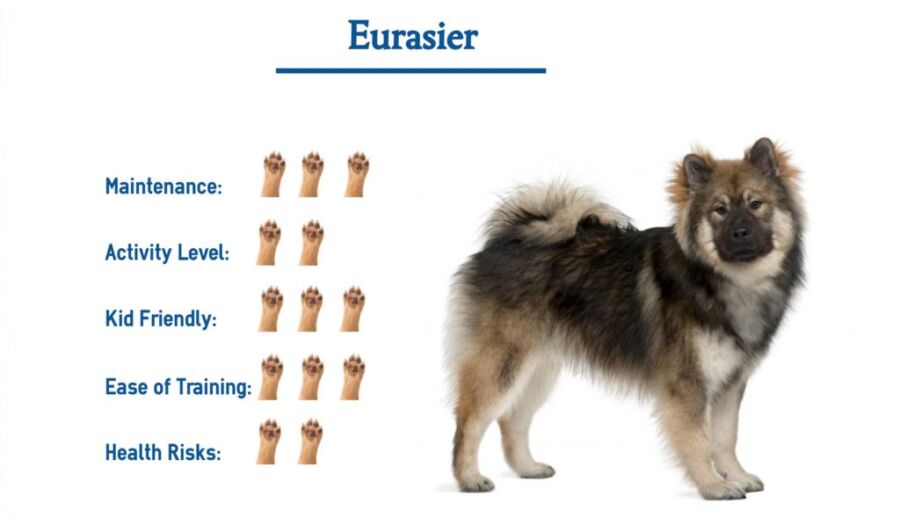 Budget pour chien eurasier