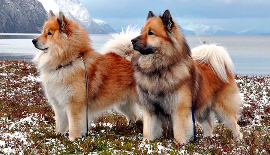 Coût d'un chien eurasier