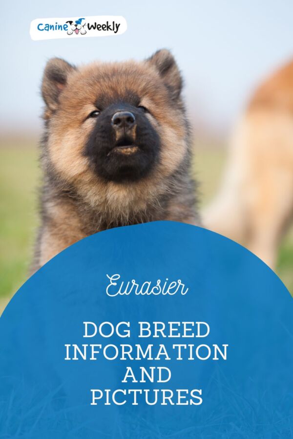 Prix chiot eurasier