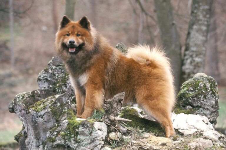 Budget pour chien eurasier
