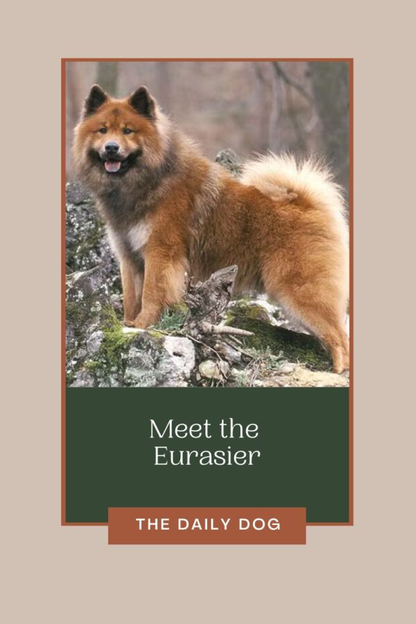 Coût d'un chien eurasier