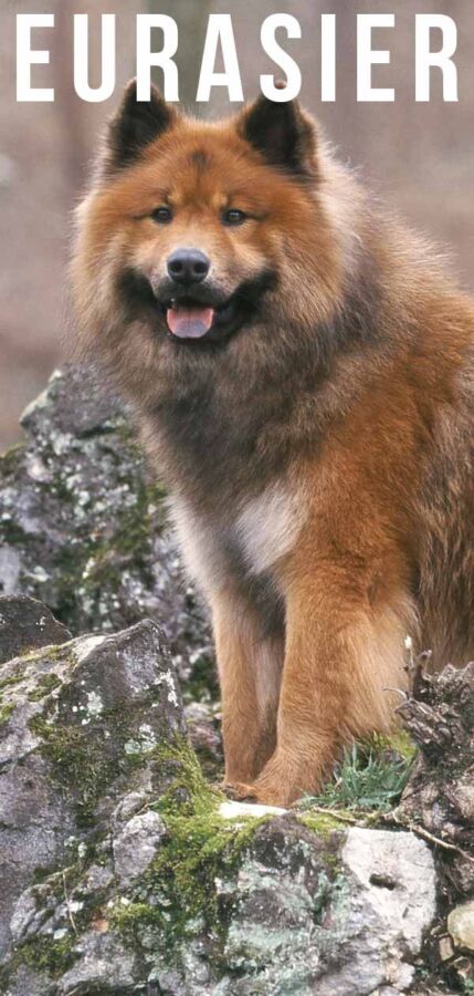 Prix chiot eurasier
