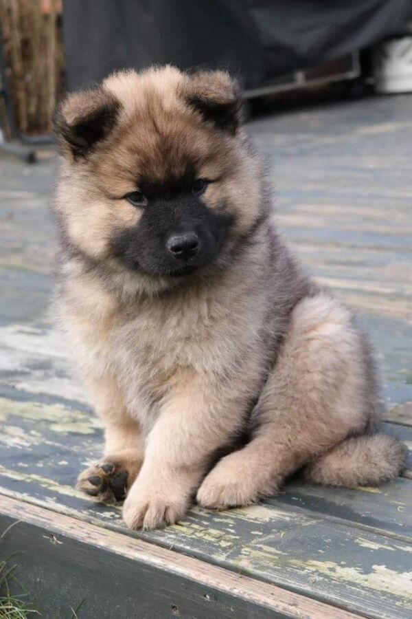 Budget pour chien eurasier