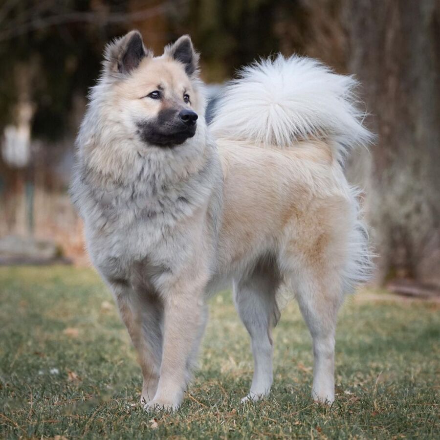 Coût d'un chien eurasier