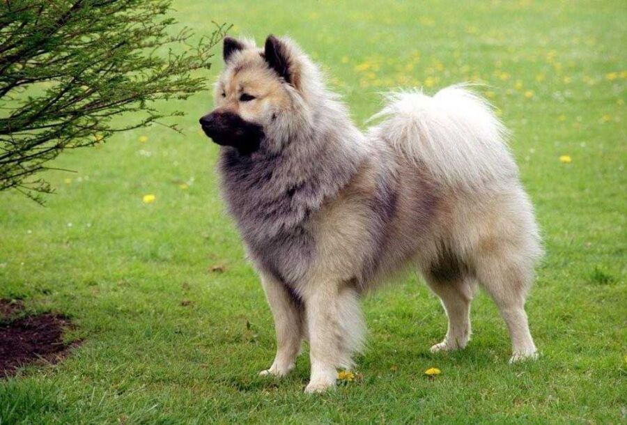 Prix chiot eurasier