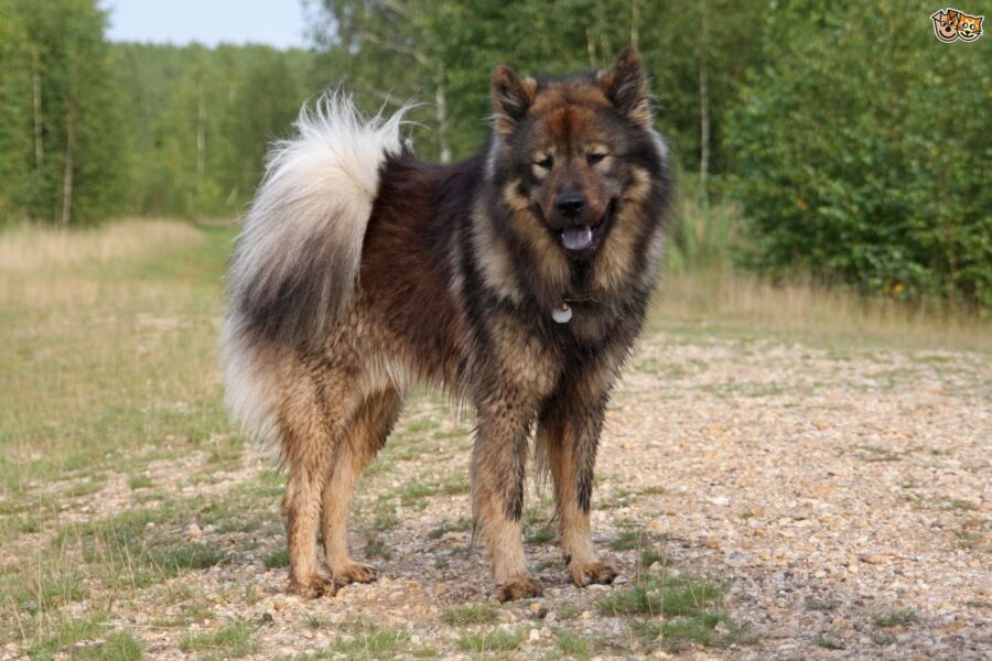 Budget pour chien eurasier