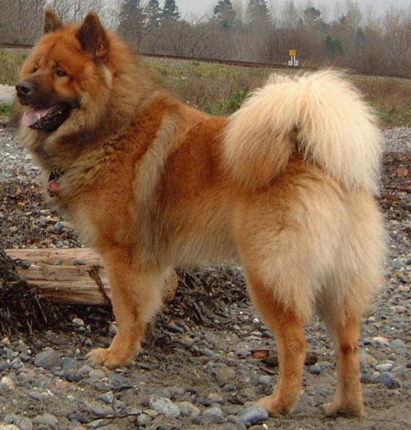 Coût d'un chien eurasier