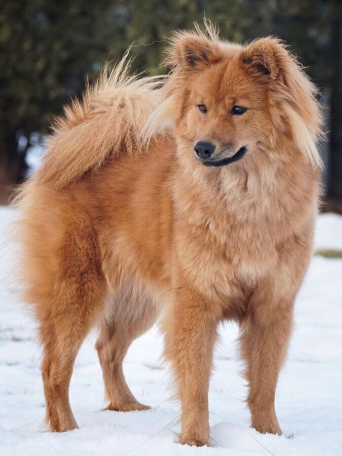 Prix chiot eurasier