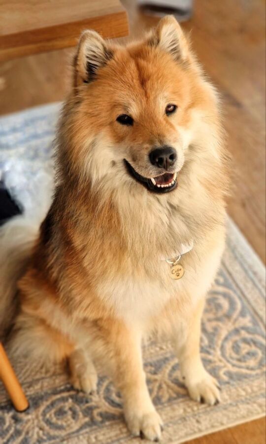 Budget pour chien eurasier