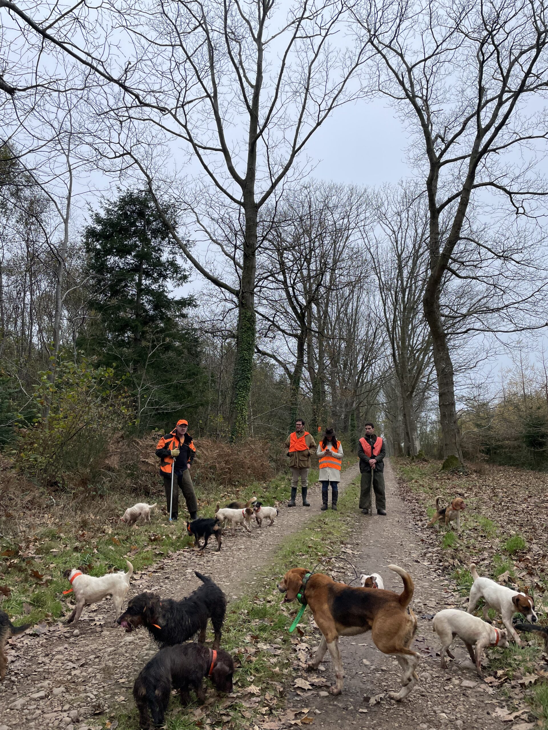 Impact confinement sur la chasse
